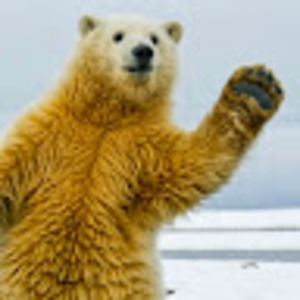 Meet your Posher, Benjamin